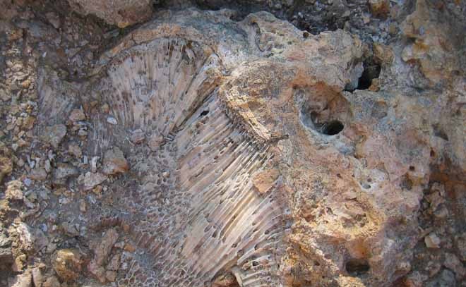 Coral fossil © Dr Maria del Carmen (K-le) Gomez Cabrera http://www.coralcoe.org.au/