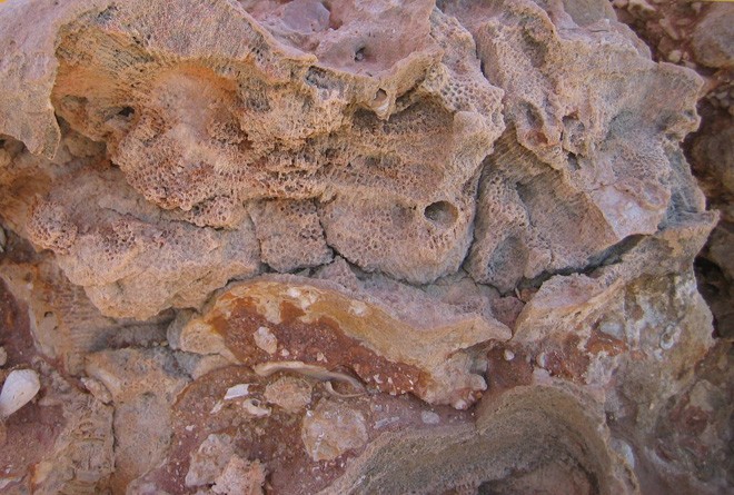 Coral fossil © Dr Maria del Carmen (K-le) Gomez Cabrera http://www.coralcoe.org.au/