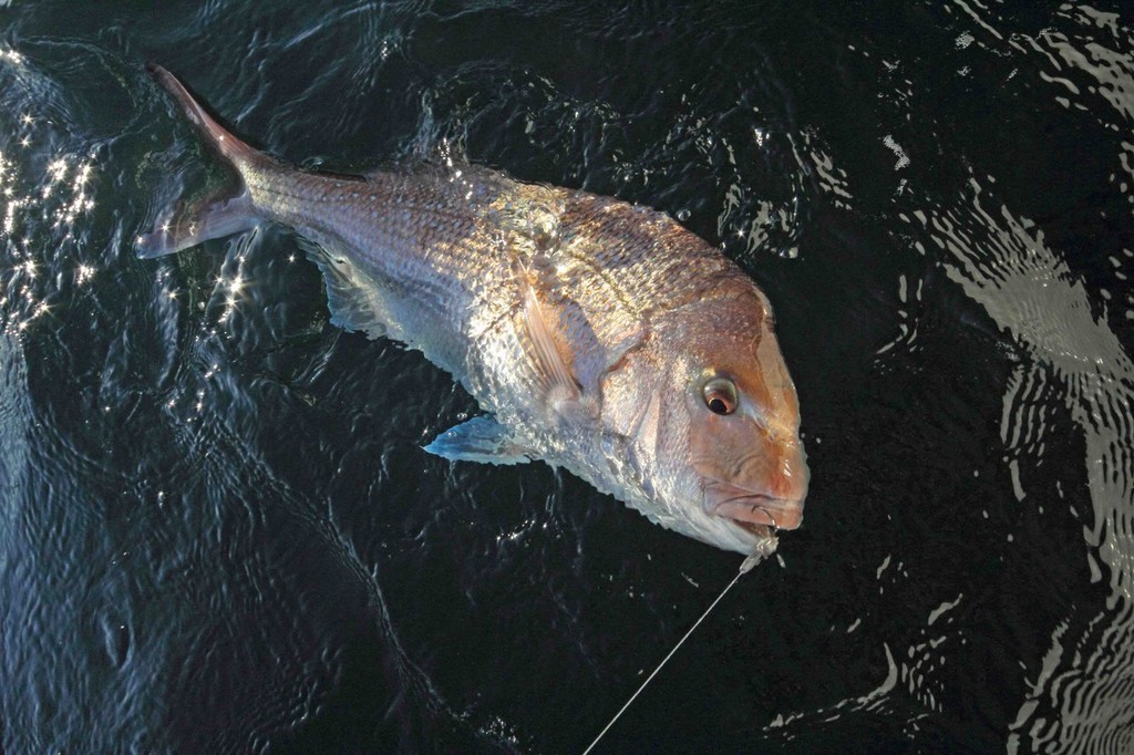 A nice fish comes in to the boat. © Jarrod Day