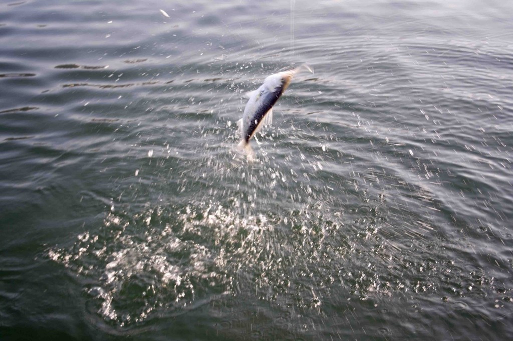 Jumping salmon is what lure fishing is all about. © Jarrod Day