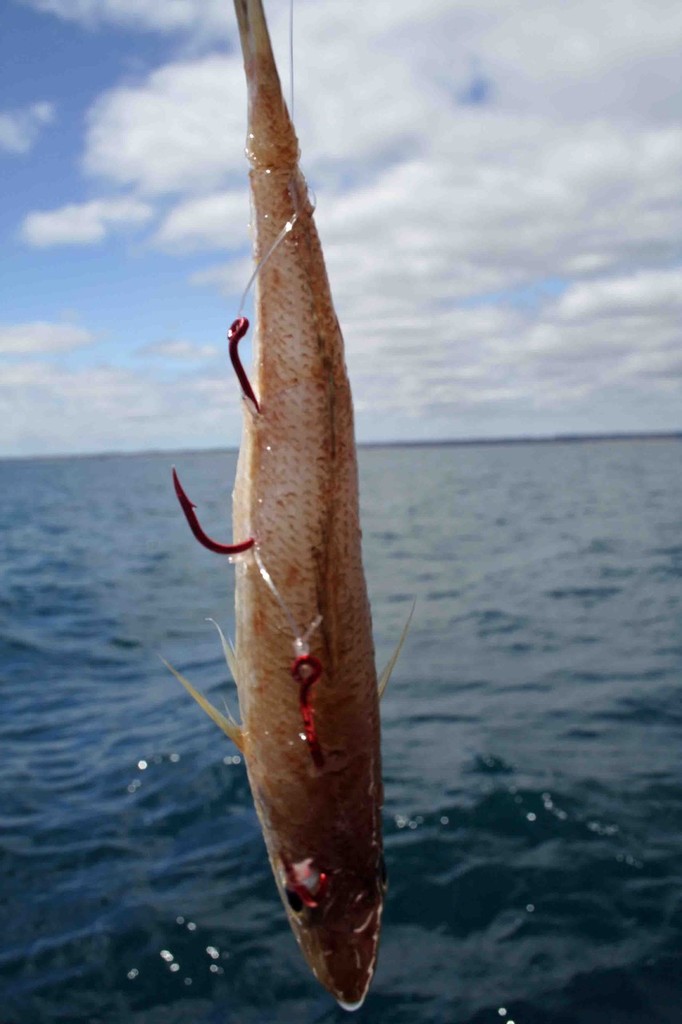 Silver whiting are the most successful bait to use on snapper in Port Phillip. © Jarrod Day