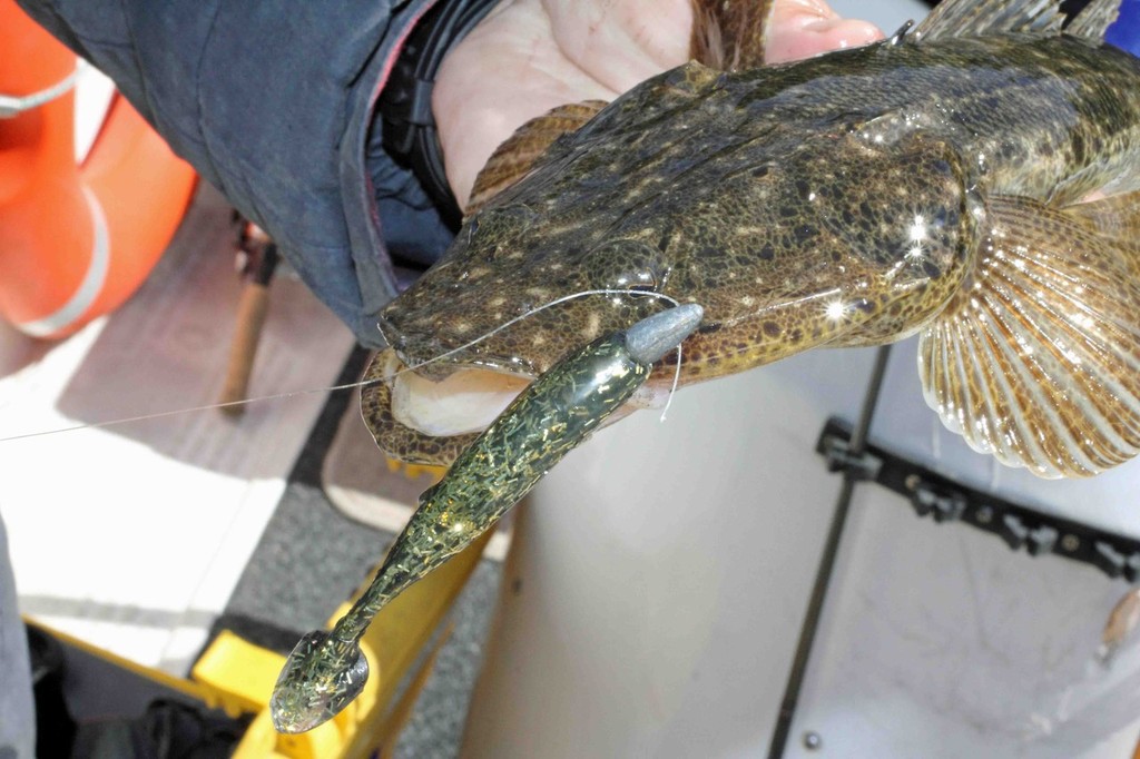 Shad style plastics work very well in shallow water. © Jarrod Day