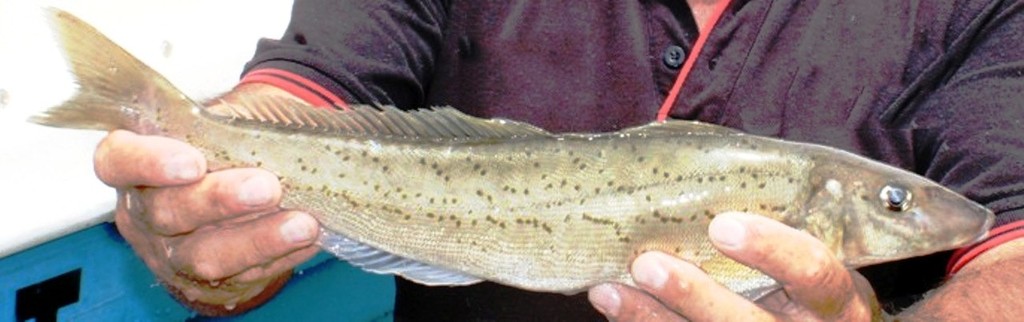 Whiting are easily caught on circle hooks.This one took a piece of squid. photo copyright Carl Hyland taken at  and featuring the  class