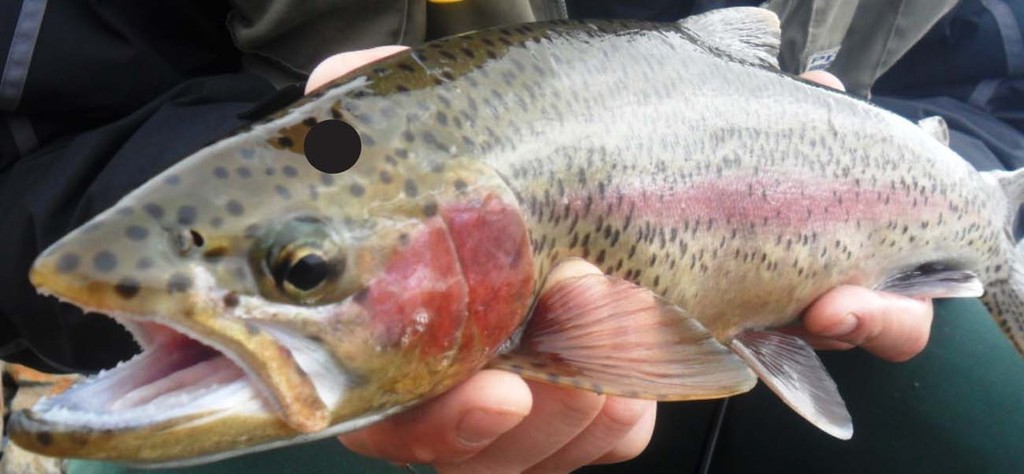 Silveries, like this trout are much sought after. © Carl Hyland