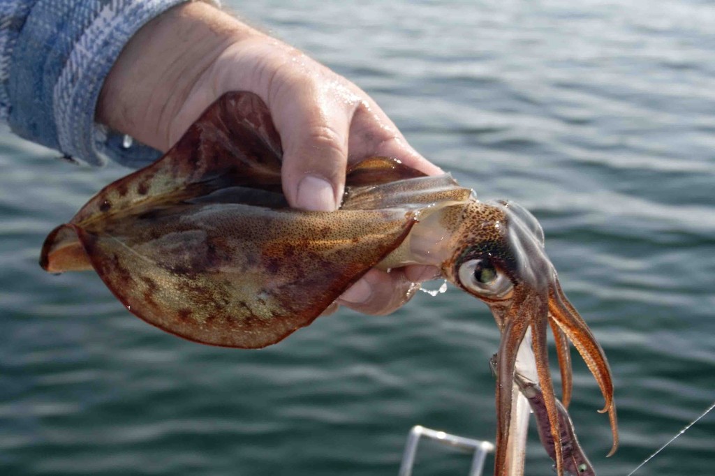 Calamari are also a common catch over the reefs. © Jarrod Day
