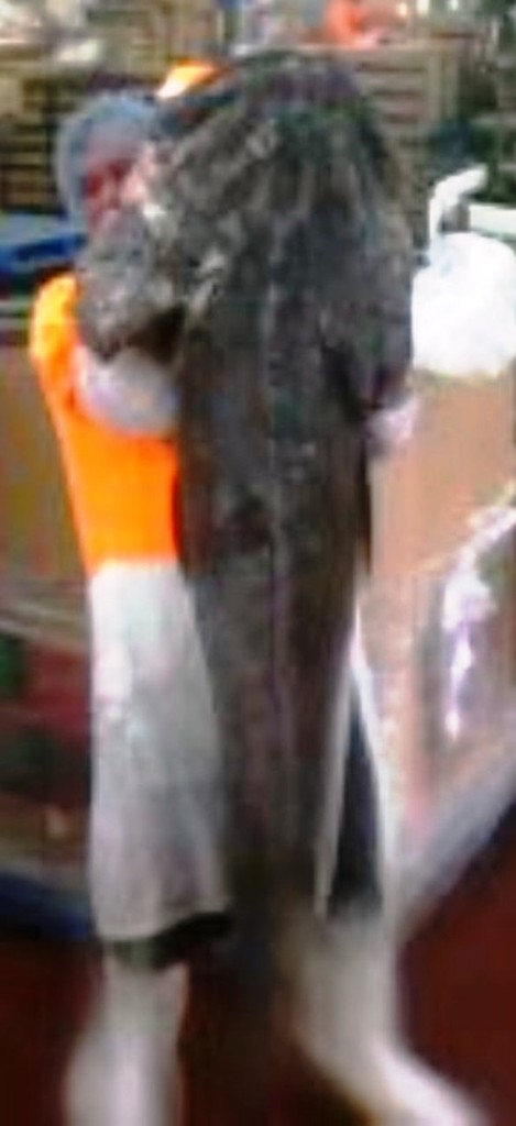 A big Tiger flathead caught by a trawler, Bass Strait... sorry for picture quality.(camera phone) © Carl Hyland