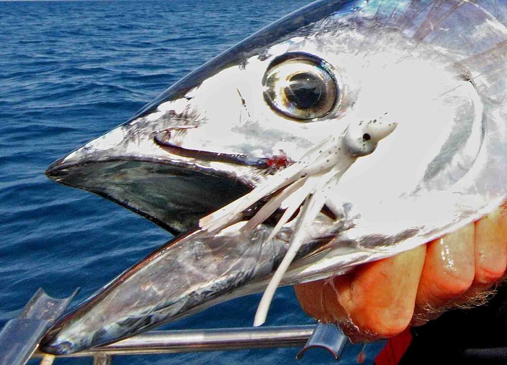 Small 3” skirted lures are the key to success. © Jarrod Day