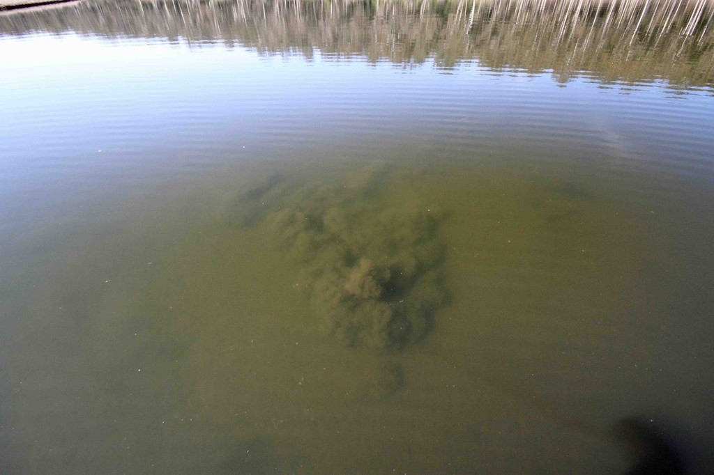 Dust clouds are a clear indication frogs are around. © Jarrod Day