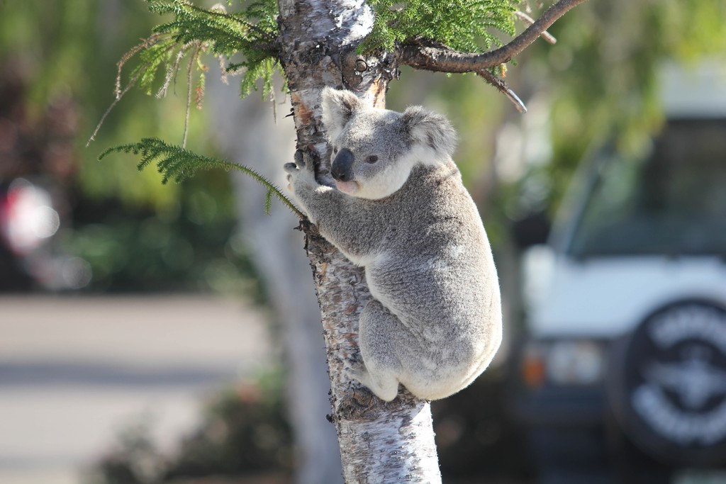 Koala in the Nelly Bay Ferry Terminal Carpark on Friday.  © Emma Kennedy SeaLink Magnetic Island Race Week 2012