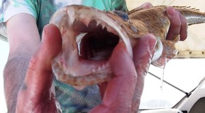 Tiger teeth are awesome! photo copyright Carl Hyland taken at  and featuring the  class