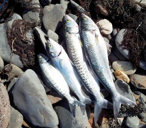 You cant beat fresh salmon for bait. photo copyright Carl Hyland taken at  and featuring the  class