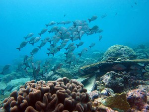 Sanctuary-grown fishes photo copyright ARC Centre of Excellence Coral Reef Studies http://www.coralcoe.org.au/ taken at  and featuring the  class
