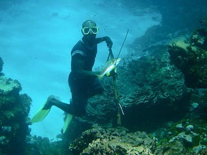 Spearfisher catches a reserve-reared fish photo copyright ARC Centre of Excellence Coral Reef Studies http://www.coralcoe.org.au/ taken at  and featuring the  class