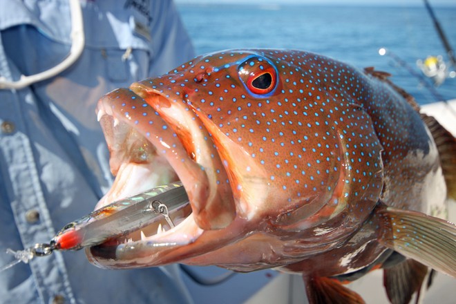 When fishing the edge of reefs, sinking stick baits can work very well on Coral Trout. © Jarrod Day
