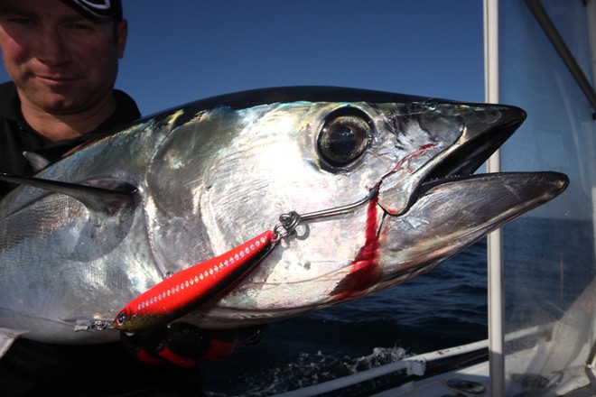 Tuna may take skirted lures but hard bodies also work well when trolled. © Jarrod Day
