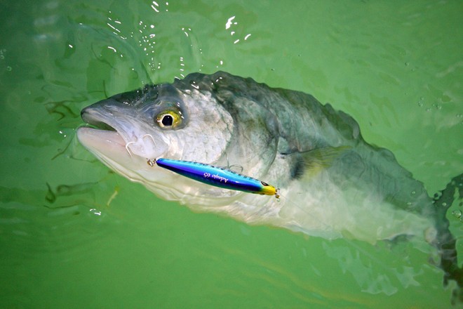 Duel's Adagio 85 is a killer on busting schools of salmon. © Jarrod Day