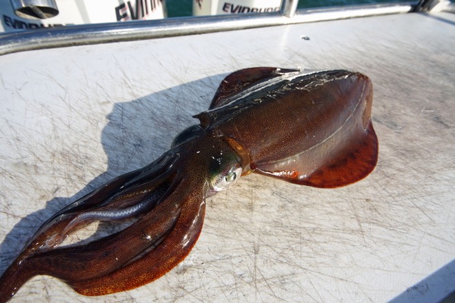 Fresh calamari make great bait for a variety of species and can be cut into many smaller sized baits. © Jarrod Day