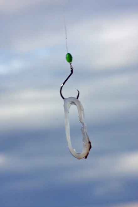 Calamari can also be cunt into small rings, the ideal mouthful. © Jarrod Day