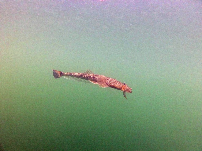 Flthead love lures. this beast fell to a Zerek Shrimp. © Jarrod Day