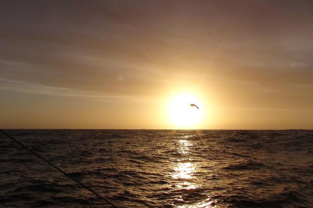 VENDEE GLOBE 2012/2013 - INDIAN OCEAN - 07/12/2012  - PHOTO ALESSANDRO DI BENEDETTO (ITA) / TEAM PLASTIQUE - ALBATROS FLYING OUT OF THE SUN photo copyright Alessandro Di Benedetto / Team Plastique taken at  and featuring the  class