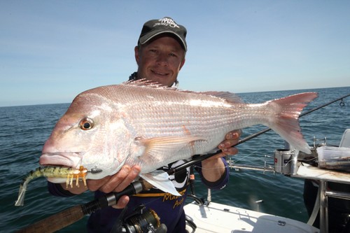 Soft plastics are also very effecitve on snapper. © Jarrod Day