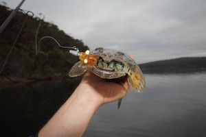 Talk about a mouth full. photo copyright Jarrod Day taken at  and featuring the  class
