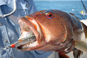 When fishing the edge of reefs, sinking stick baits can work very well on Coral Trout. photo copyright Jarrod Day taken at  and featuring the  class