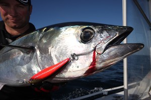 Tuna may take skirted lures but hard bodies also work well when trolled. photo copyright Jarrod Day taken at  and featuring the  class