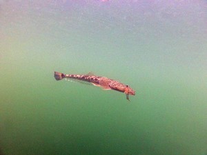 Flthead love lures. this beast fell to a Zerek Shrimp. photo copyright Jarrod Day taken at  and featuring the  class