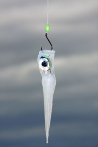 Fresh calamari heads make the ideal bait. photo copyright Jarrod Day taken at  and featuring the  class