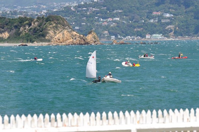 Starling rescues at the 2013 North Islands. Image: Becky Grenfell © SW