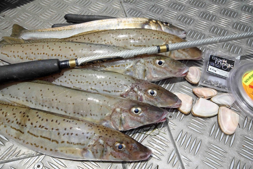 When fishing for whiting, make sure the right gear is used. © Jarrod Day