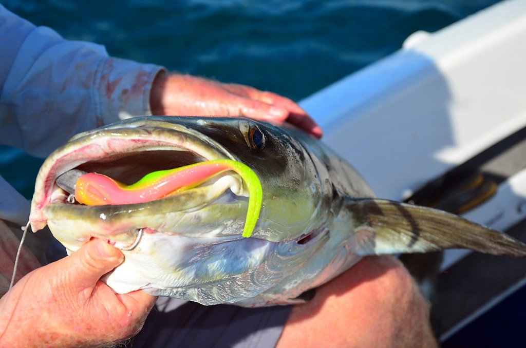 The softy that tempted Graham's cobia.  This 8`` Zman StreakZ is a great lure for bigger classes of fish. - The keys to quick jigging trips photo copyright Lee Brake taken at  and featuring the  class
