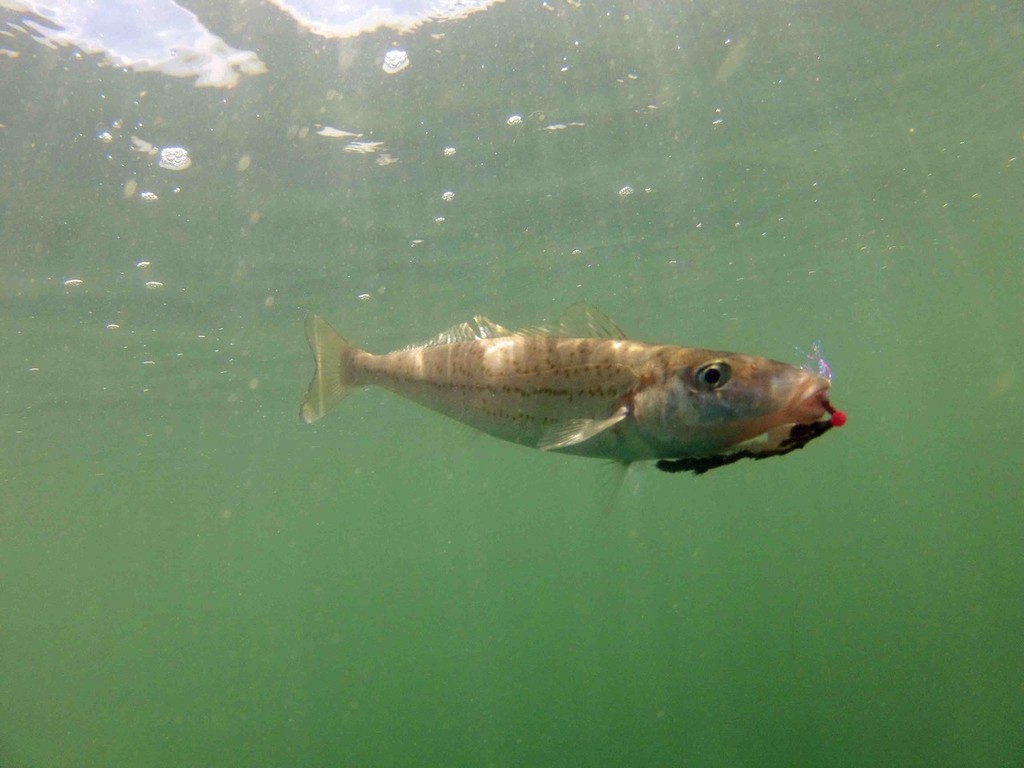 Another whiting trying to rid the grasp of the Instinct prowler rig. © Jarrod Day