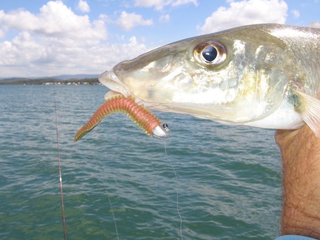 Imitation soft plastic worms worked slowly will attract whiting photo copyright Gary Brown taken at  and featuring the  class