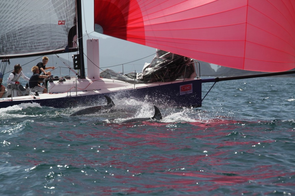 Dolphins race the racers on Day 1 of 2013 Bay of Islands Sailing Week ©  Will Calver - Ocean Photography http://www.oceanphotography.co.nz/