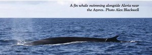 Fin whale swimming alongside photo copyright  SW taken at  and featuring the  class