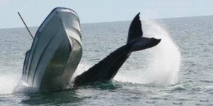 Whale strike - boat almost capsizing photo copyright  SW taken at  and featuring the  class