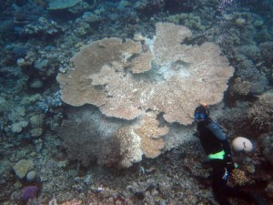 Crabs help Great Barrier reef fight deadly disease photo copyright F. Joseph Pollock taken at  and featuring the  class