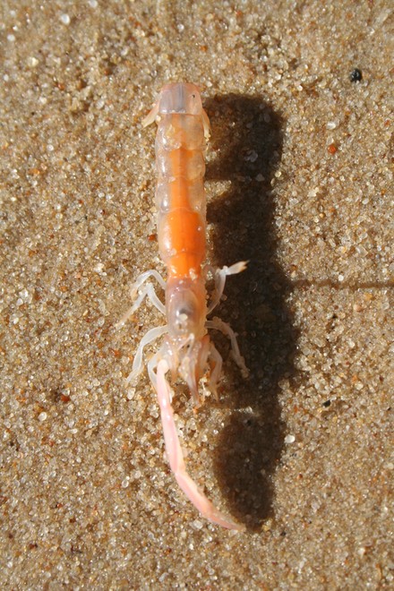 The culprit, the humble Bass Yabbie. © Jarrod Day