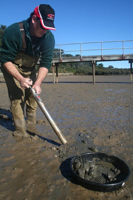 When extracting, push the mud into a seive and sift in water to exose the yabbies. © Jarrod Day