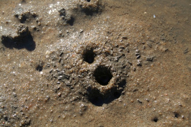 Atypical hole where bass yabbies can be found. © Jarrod Day