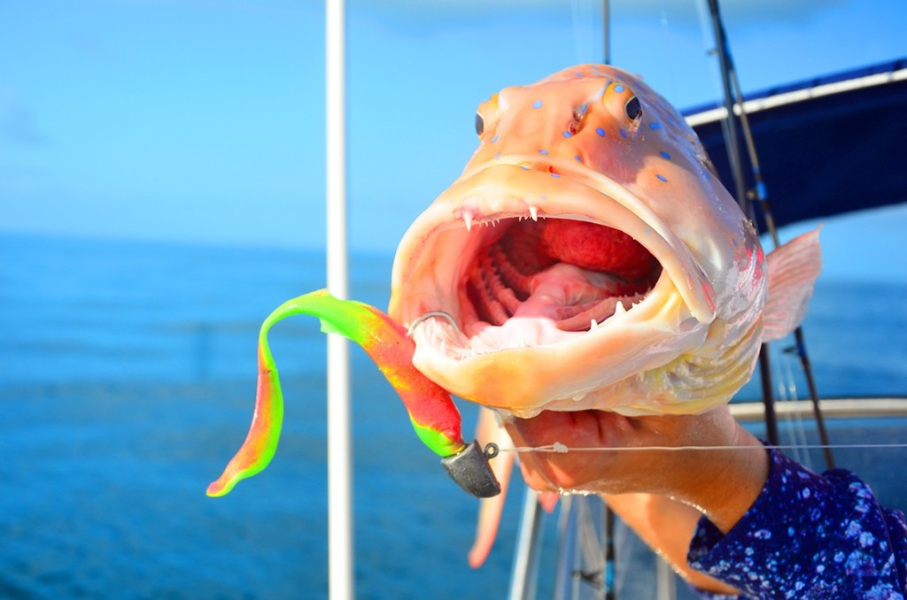 Coral trout love curl tails.  Something about their fluttering action really gets these tasty predators fired up. photo copyright Lee Brake taken at  and featuring the  class