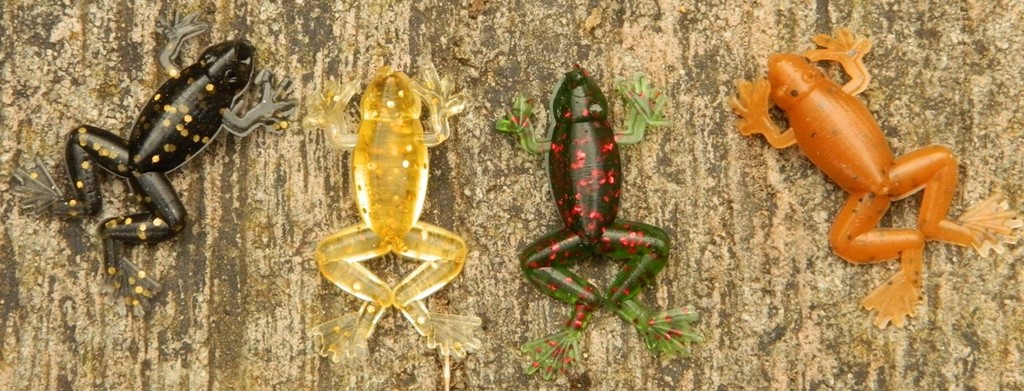 4.5cm frogs from Joe Warmisham , Tasmania photo copyright Carl Hyland taken at  and featuring the  class