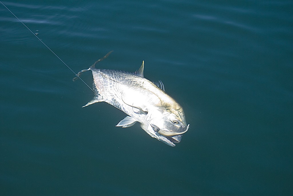 A solid giant trevally emerges from the depths, jerkshad firmly embedding in its jaw corner. © Lee Brake
