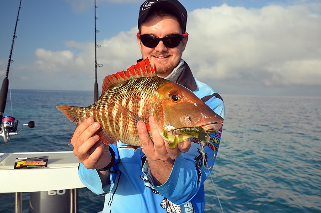 Red throat emperor love prawn lures and will hit them hard.  This fish took a 4`` Atomic Prawn. - Deepwater Jigs III: Shrimp and Squid photo copyright Lee Brake taken at  and featuring the  class