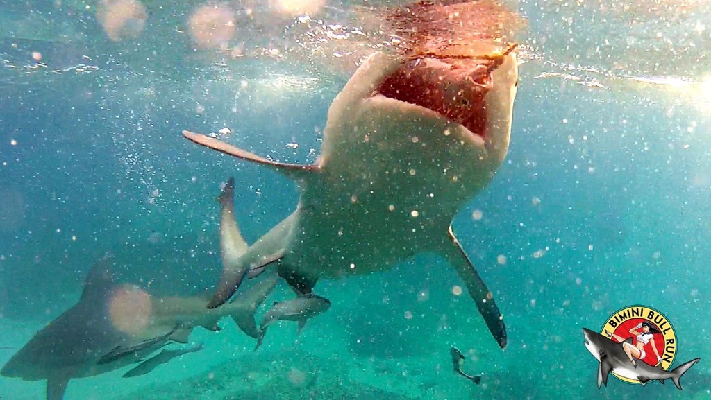 Sharks shot from Bimini Bull Run cage © John Bell