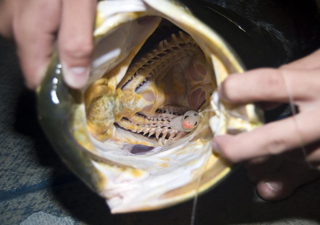 That&rsquo;s a 110mm Slick Rig in the cavernous mouth of a 119.5cm barra.  Slow rolled paddle-tail softies are a great option. photo copyright Lee Brake taken at  and featuring the  class