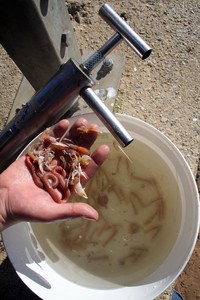 A collection of fresh bait ready to be used. photo copyright Jarrod Day taken at  and featuring the  class