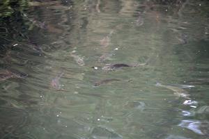 Top water lures are irresistible to hungry bream and perch. photo copyright Jarrod Day taken at  and featuring the  class